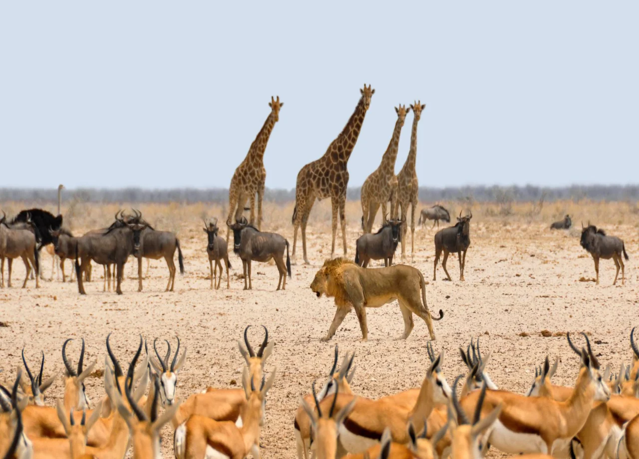 Where to Go on Safari in Africa