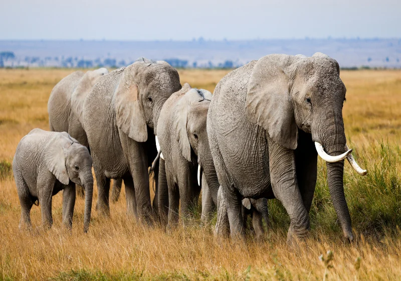 Are Children Safe on African Wildlife Safari?
