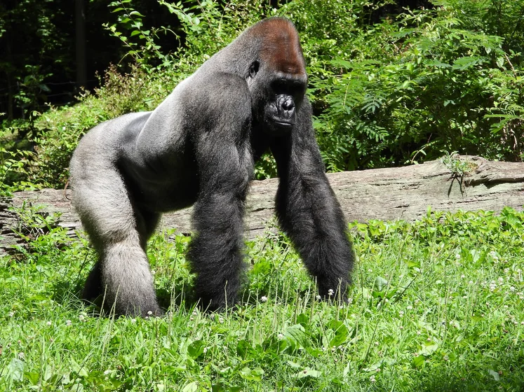 Chimpanzee Safari Guide to Gombe and Mahale National Parks