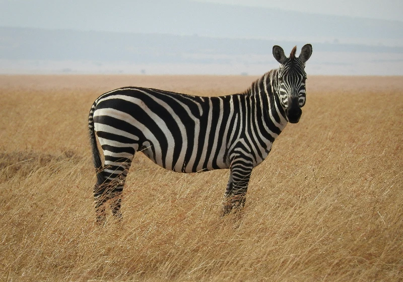 East Africa's Big Five Safaris: Perfect for Every Traveler