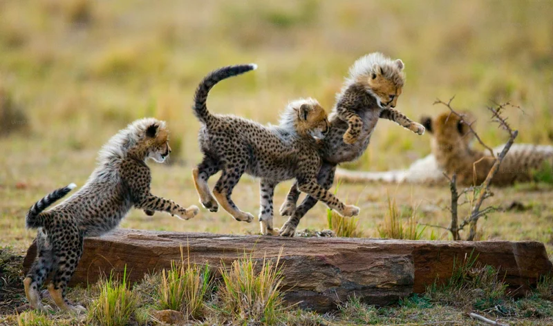 East Africa Safari Tours | Luxury & Budget Adventures
