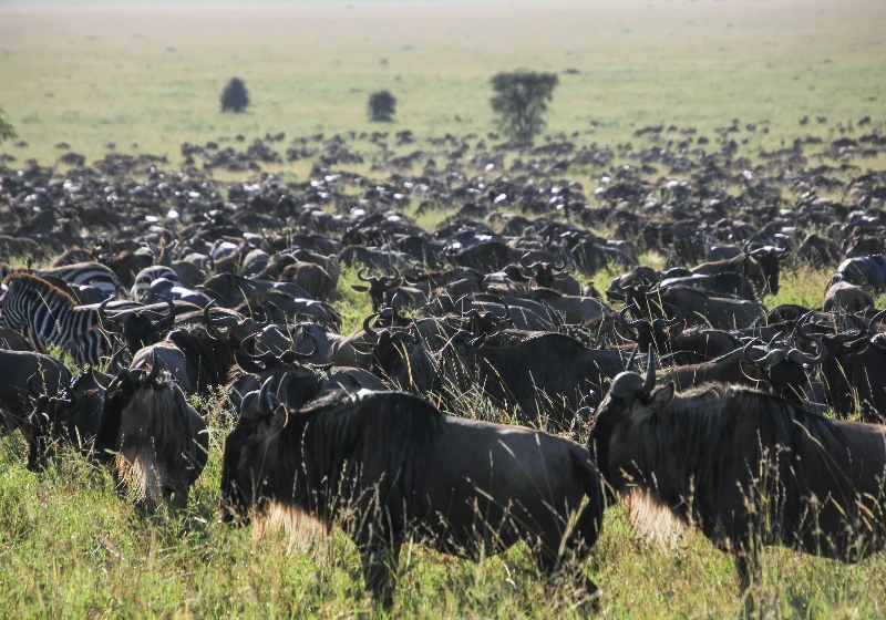 Great Wildebeest Migration Guide: Serengeti to Masai Mara