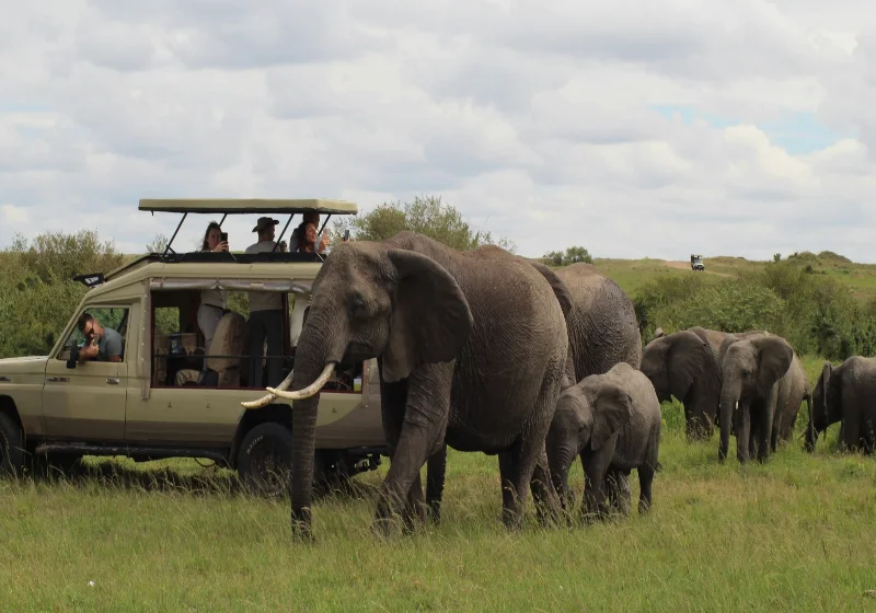 How Much Should I Tip My Safari Guide?