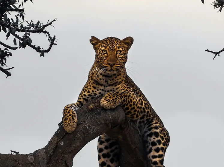 Kenya Travel Packages Unveiling the Best Safari Experiences