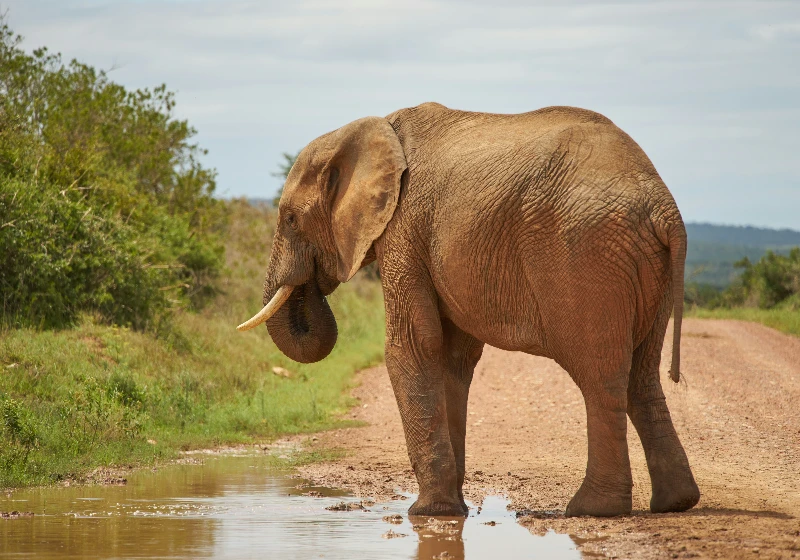 Laikipia Wildlife Conservation Area