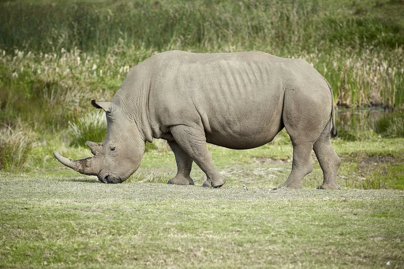 Ol Pejeta Conservancy
