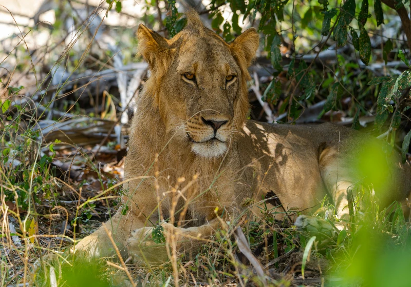 Selous National Park
