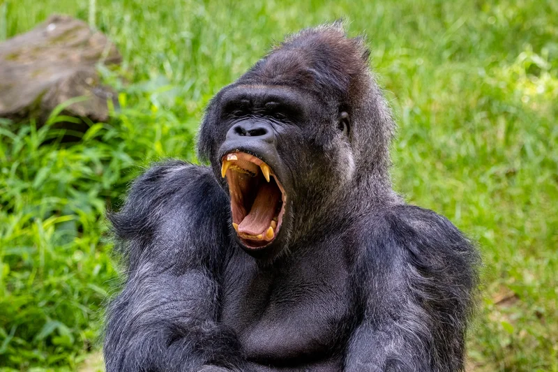 Ultimate Guide to Gorilla & Chimpanzee Trekking in Africa