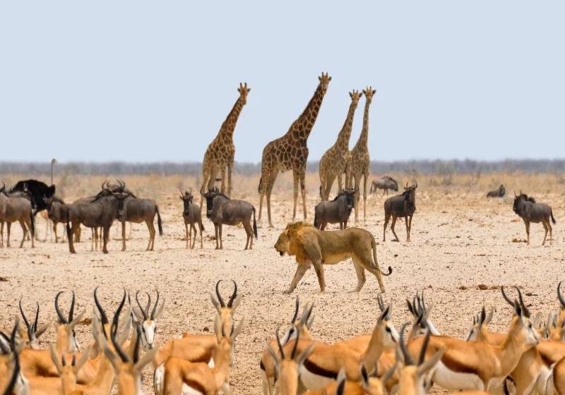 Where to Go on Safari in Africa